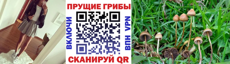 Галлюциногенные грибы MAGIC MUSHROOMS  Моздок 